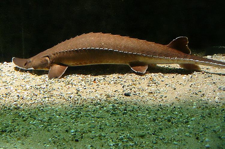 Scaphirhynchus platorynchus